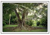 Baum mit dicken Wurzeln