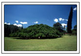 Der Baum mit der größten Fläche. Ein Ficus Benjamini